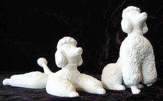 Dogs Poodles Miniature